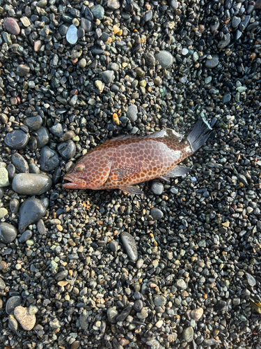 オオモンハタの釣果