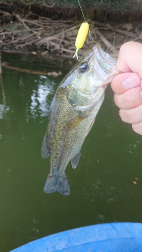 ラージマウスバスの釣果