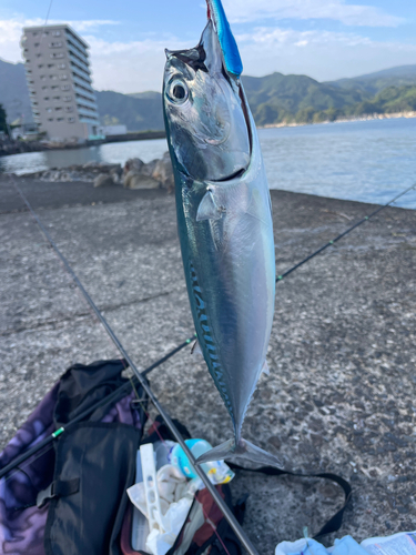 マルソウダの釣果