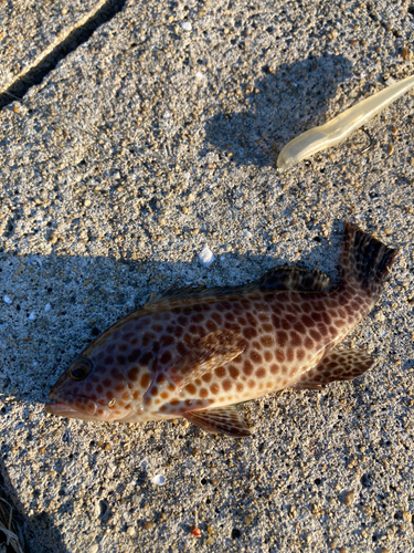 オオモンハタの釣果