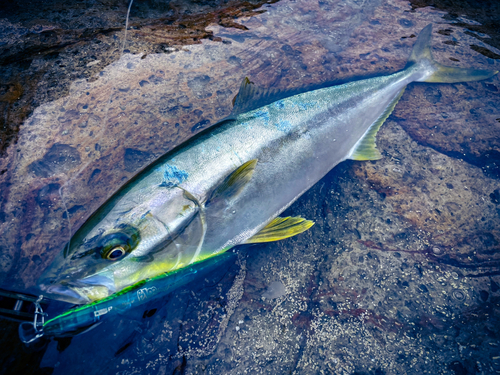 ヒラマサの釣果