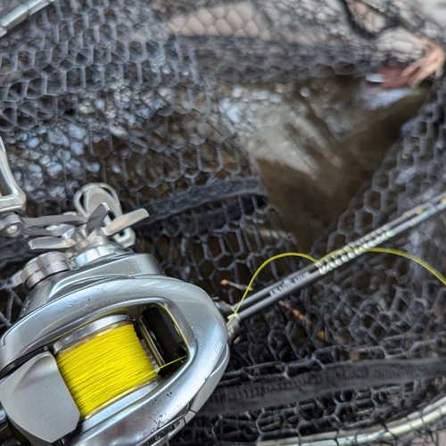 ツバクロエイの釣果