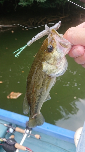 ラージマウスバスの釣果