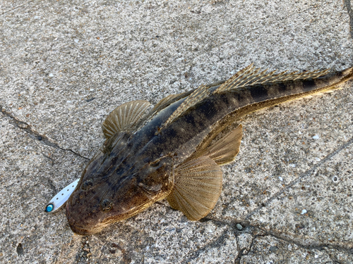 マゴチの釣果