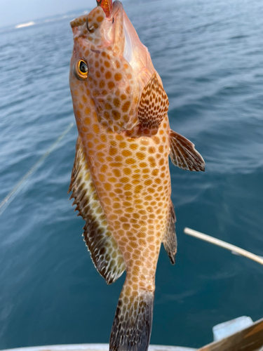 オオモンハタの釣果