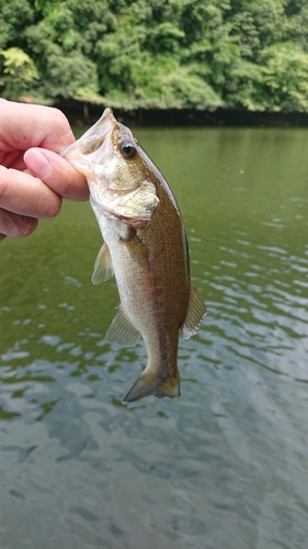 ラージマウスバスの釣果