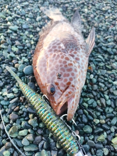 オオモンハタの釣果