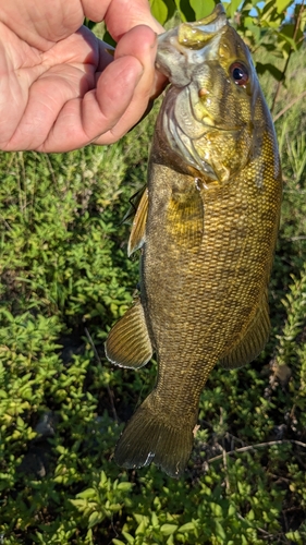 スモールマウスバスの釣果