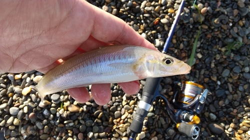 キスの釣果