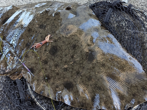 ツバクロエイの釣果