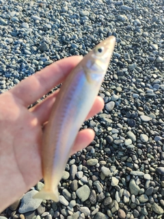 シロギスの釣果