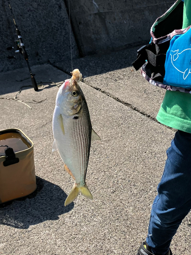 サッパの釣果