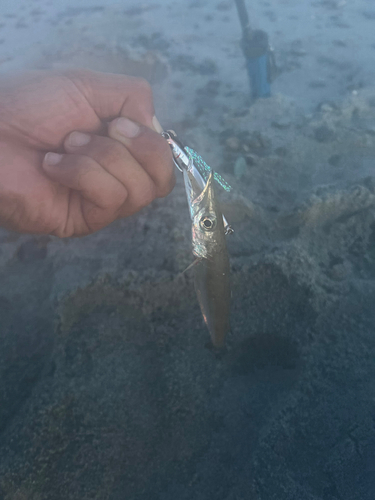 カマスの釣果