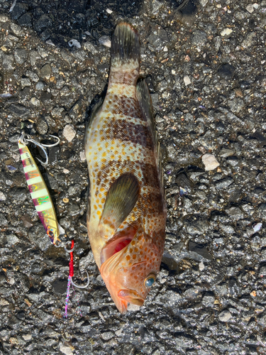 マハタの釣果