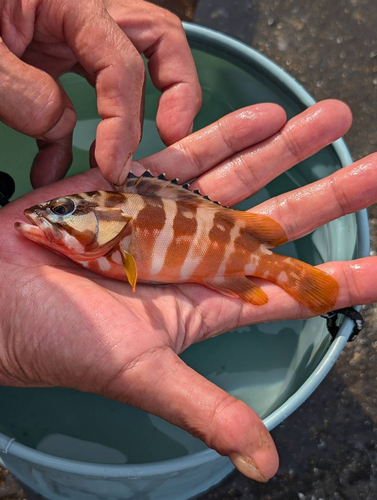 アカハタの釣果