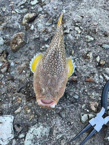 釣果