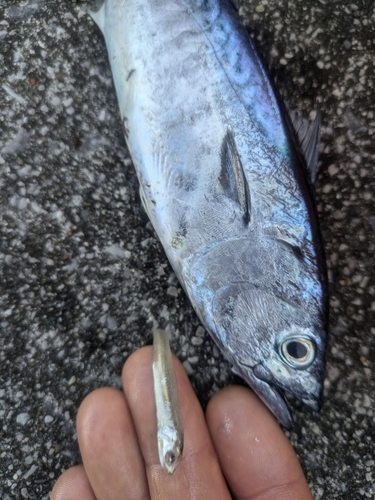 ソウダガツオの釣果