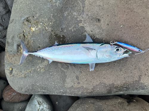 マルソウダの釣果