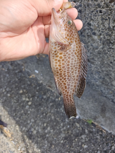 オオモンハタの釣果