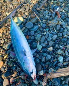 マルソウダの釣果