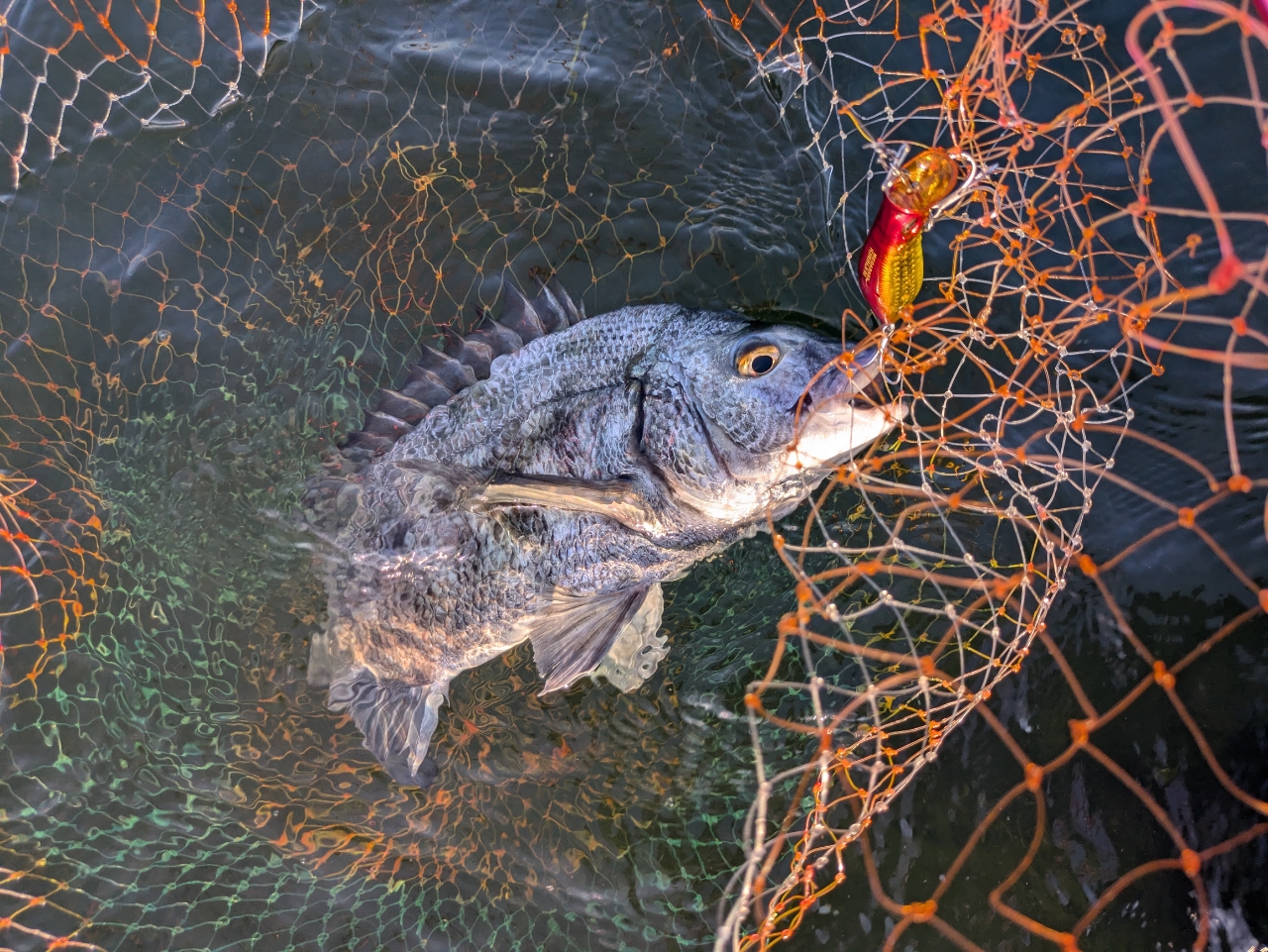 クロダイ