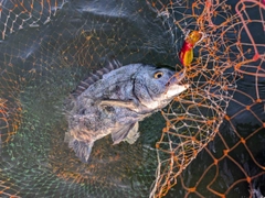 クロダイの釣果