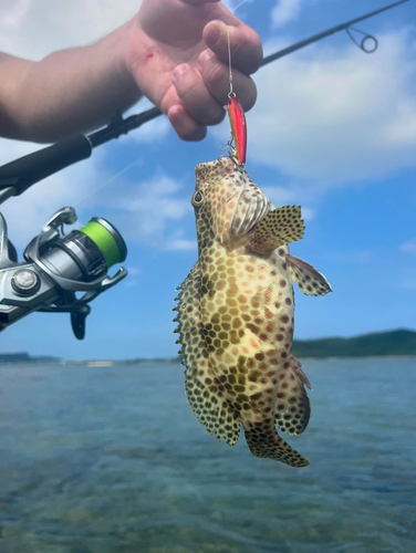 ヤマトビーの釣果