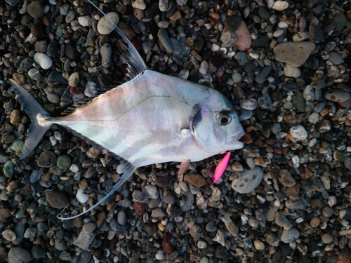 イトヒキアジの釣果