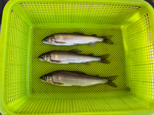 アユの釣果