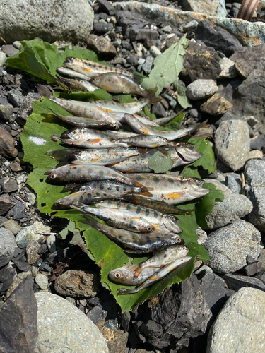 イワナの釣果