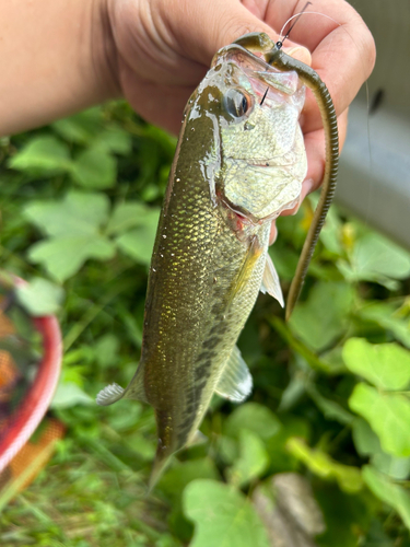 ブラックバスの釣果