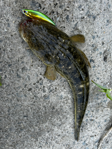 マゴチの釣果