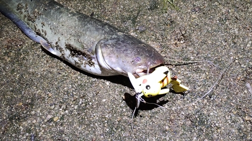 ニホンナマズの釣果