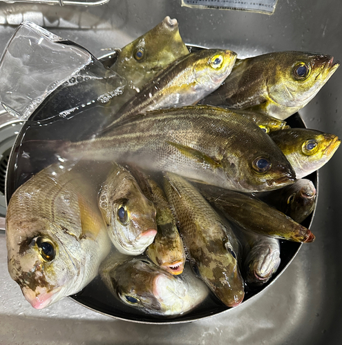 イサキの釣果