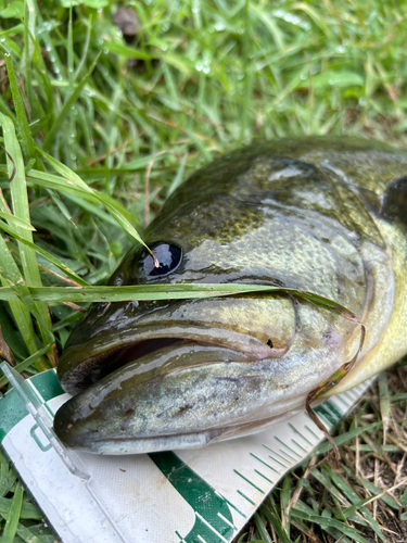 ブラックバスの釣果