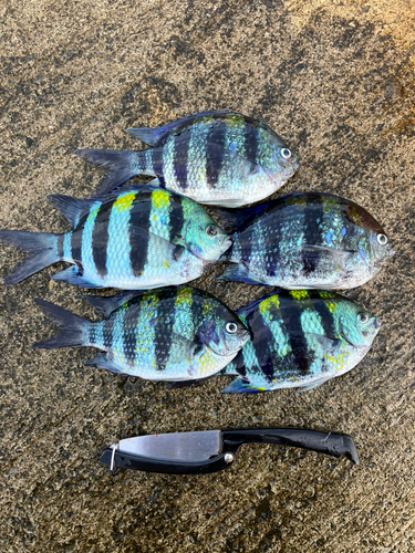 オヤビッチャの釣果