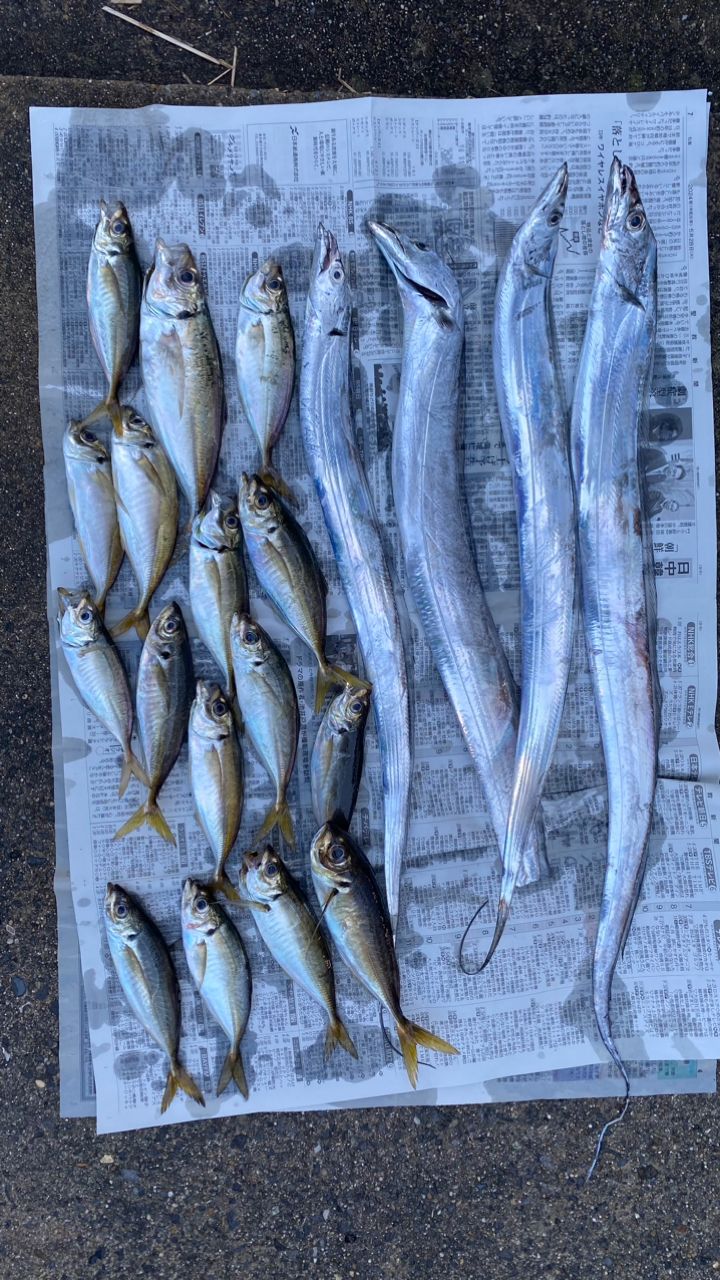 コジコジーさんの釣果 1枚目の画像