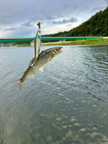 アユの釣果