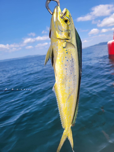 シイラの釣果