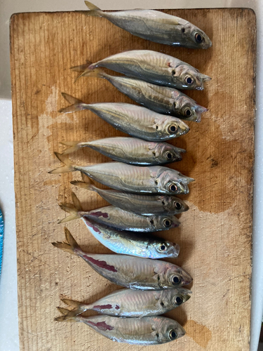 アジの釣果