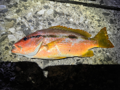 ヨコスジフエダイの釣果