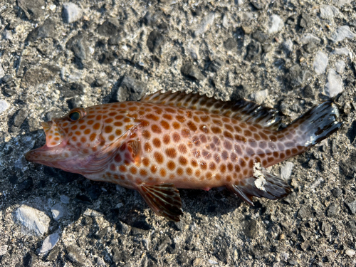 オオモンハタの釣果