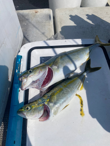 ツバスの釣果