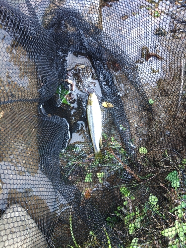 カワムツの釣果