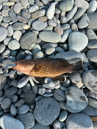 オオモンハタの釣果