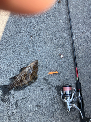 オオモンハタの釣果