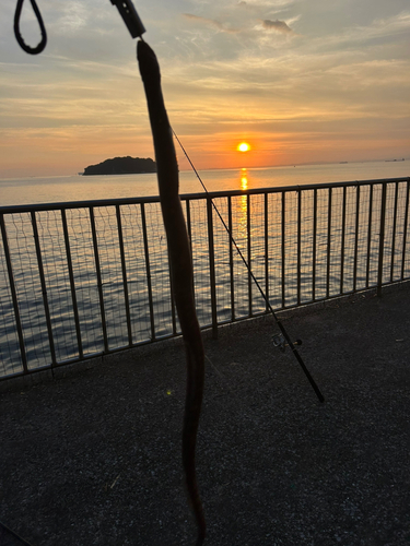 ホタテウミヘビの釣果