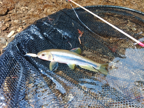 カワムツの釣果