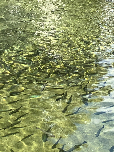 イワナの釣果