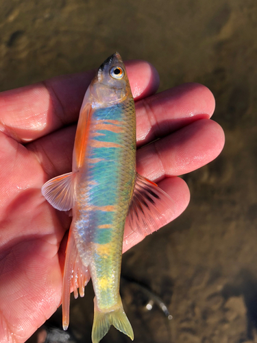 オイカワの釣果